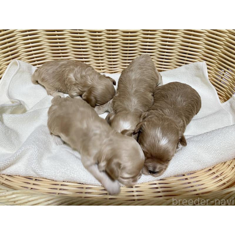 販売中の秋田県のマルプー:マルチーズ×トイプードル-435107の2枚目