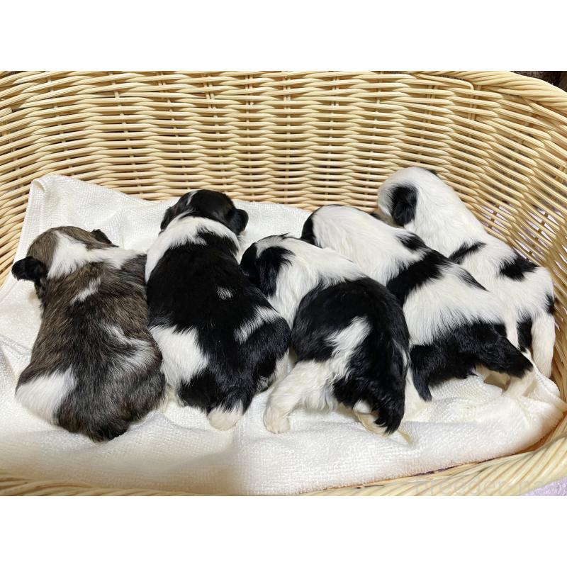 販売中の秋田県のマルシーズー:マルチーズ×シーズー-435106の5枚目