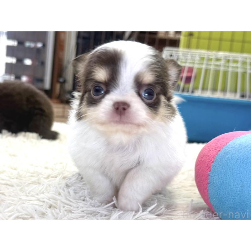 販売中の神奈川県のチワワ(ロングコート)-435105の6枚目