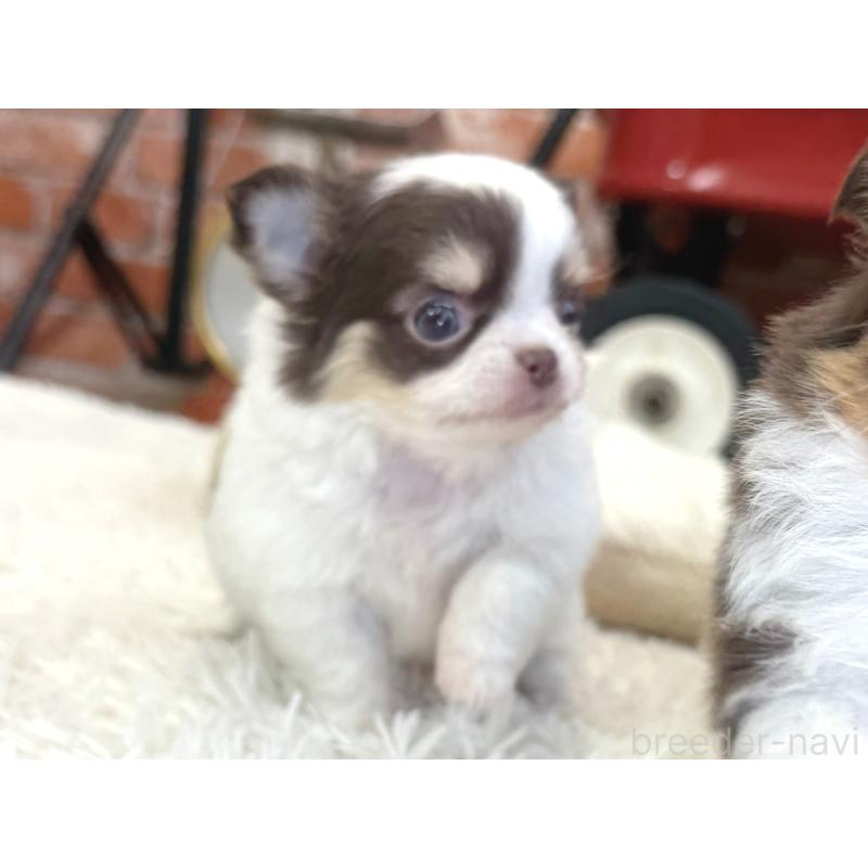 販売中の神奈川県のチワワ(ロングコート)-435105の4枚目