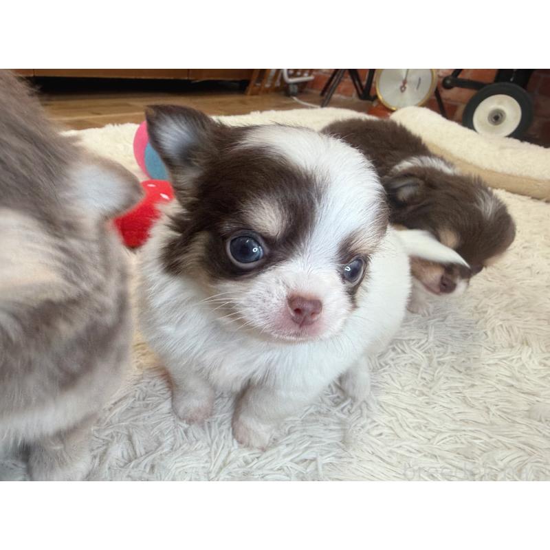 販売中の神奈川県のチワワ(ロングコート)-435105の3枚目