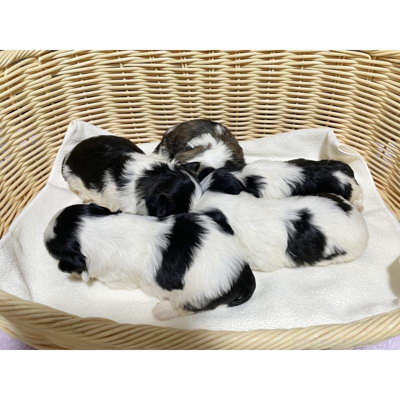 販売中の秋田県のマルシーズー:マルチーズ×シーズー-435106の2枚目