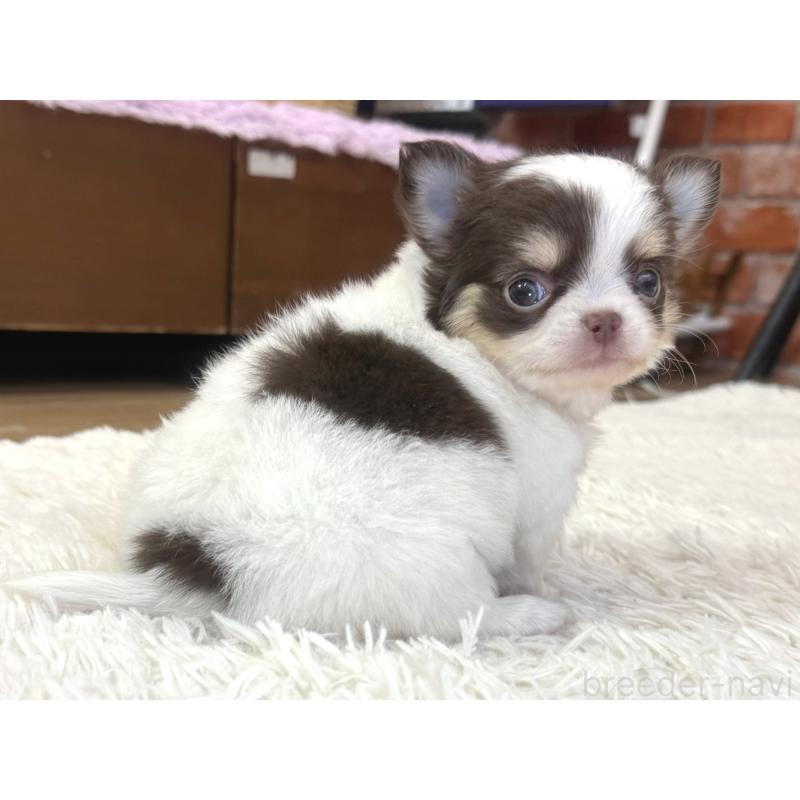 販売中の神奈川県のチワワ(ロングコート)-435105の2枚目