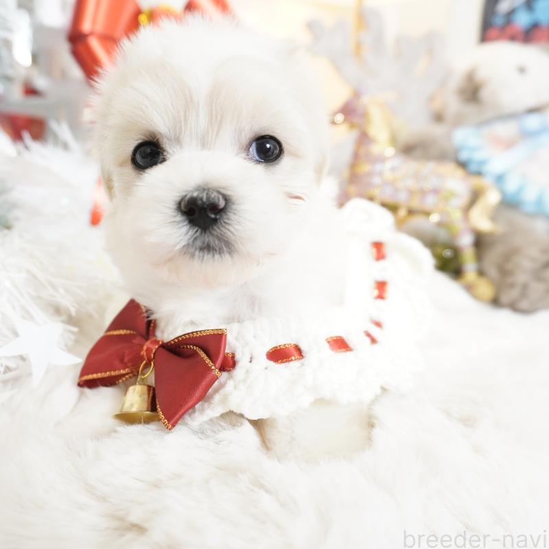 販売中の大阪府のマルチーズ-435108の12枚目