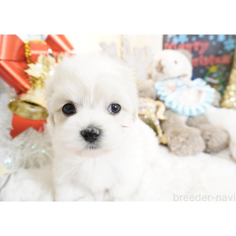 販売中の大阪府のマルチーズ-435108の10枚目