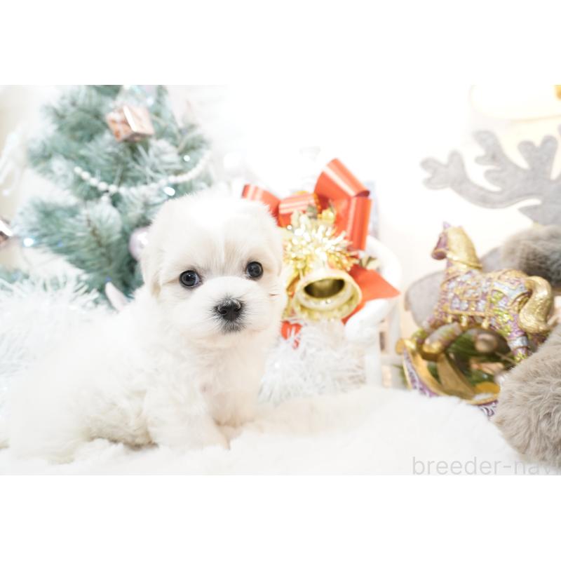 販売中の大阪府のマルチーズ-435108の9枚目