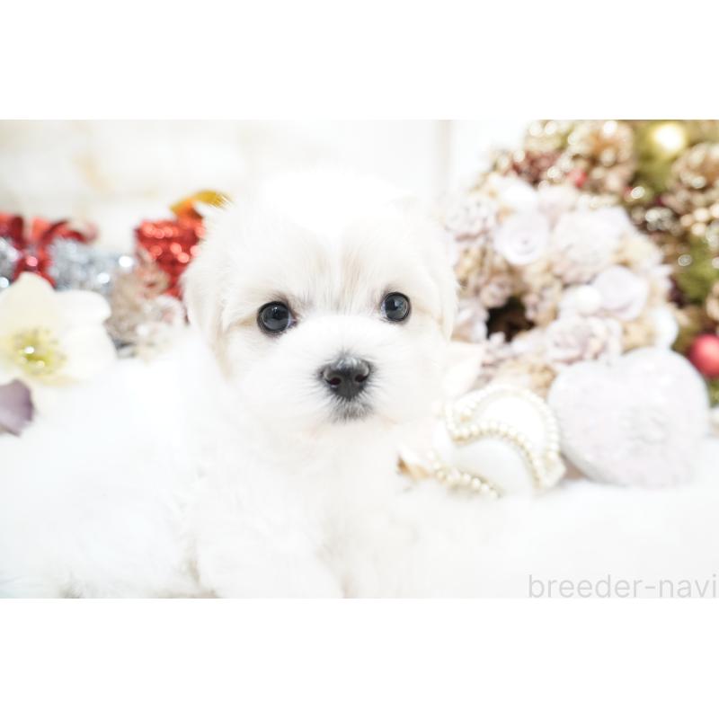 販売中の大阪府のマルチーズ-435108の6枚目