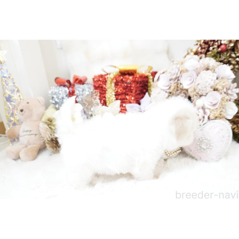 販売中の大阪府のマルチーズ-435108の5枚目