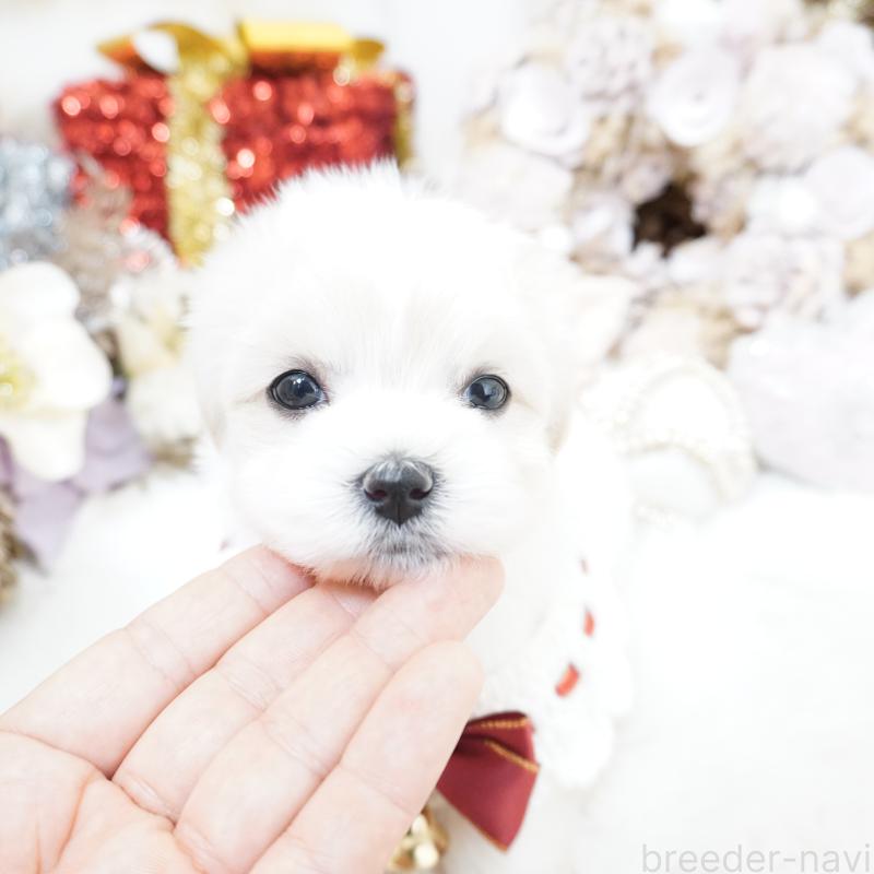 販売中の大阪府のマルチーズ-435108の4枚目