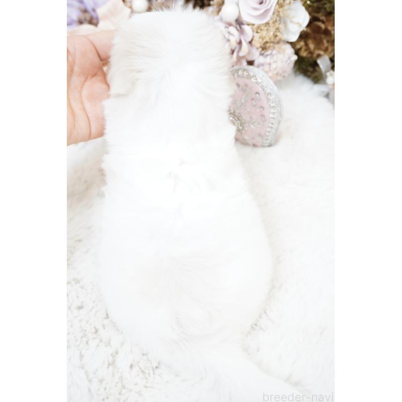 販売中の大阪府のマルチーズ-435108の2枚目