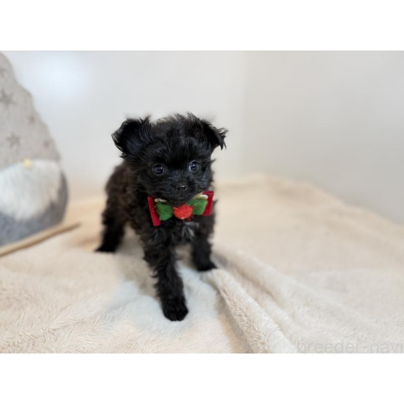 販売中の広島県のポメプー:ポメラニアン×トイプードル-432106の3枚目