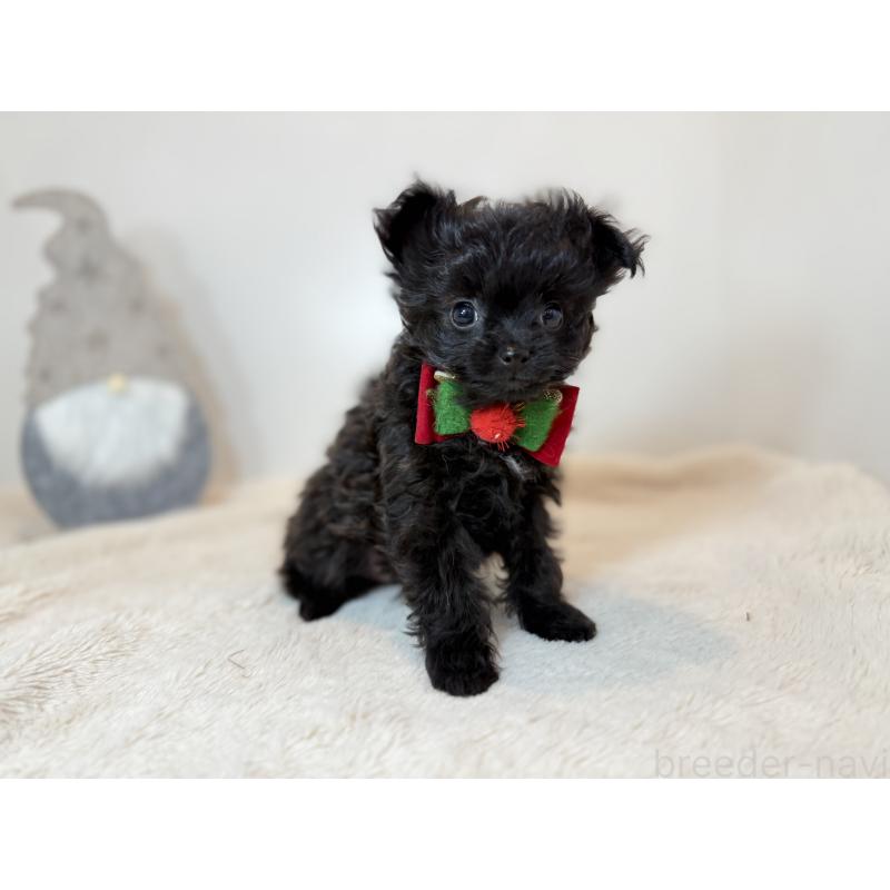 販売中の広島県のポメプー:ポメラニアン×トイプードル-432106の2枚目