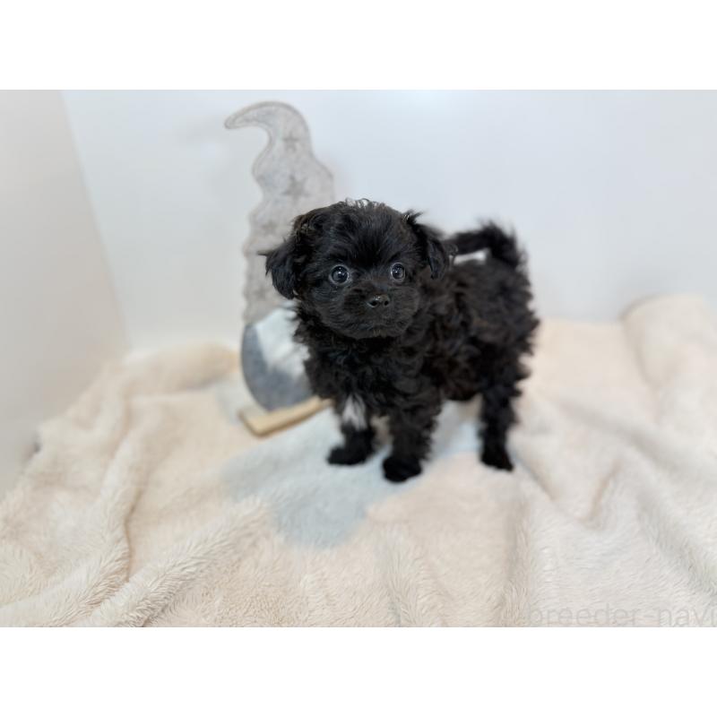 成約済の広島県のポメプー:ポメラニアン×トイプードル-432105の3枚目