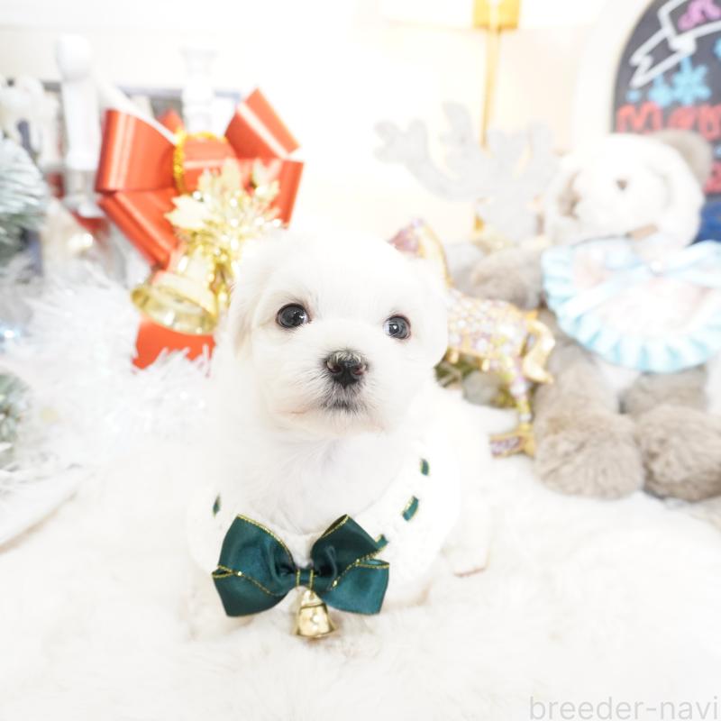 販売中の大阪府のマルチーズ-435109の11枚目