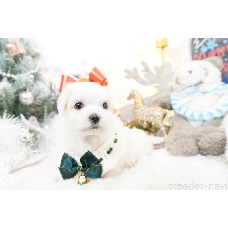 販売中の大阪府のマルチーズ-435109の9枚目