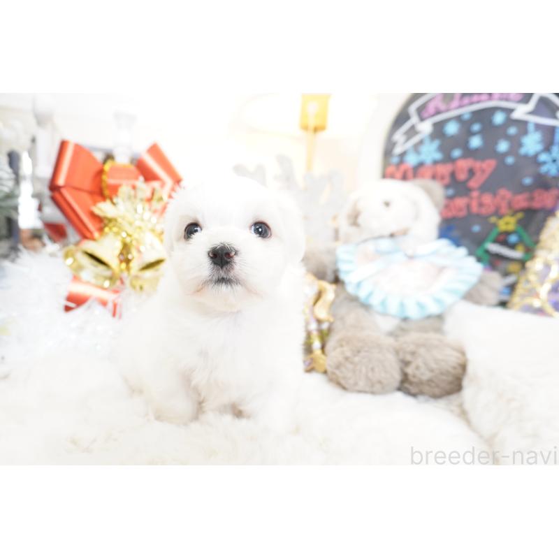 販売中の大阪府のマルチーズ-435109の8枚目