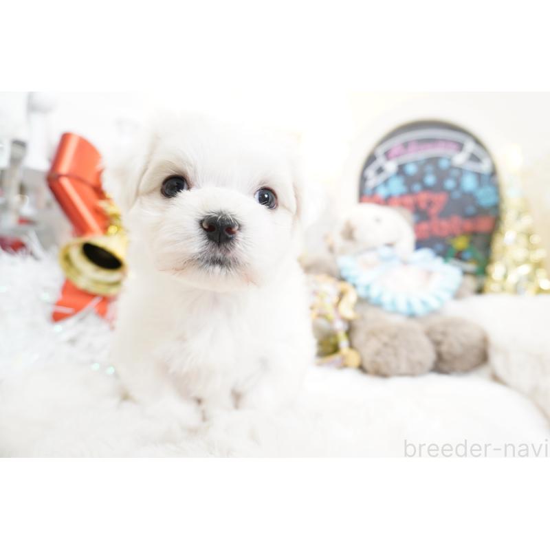 販売中の大阪府のマルチーズ-435109の6枚目