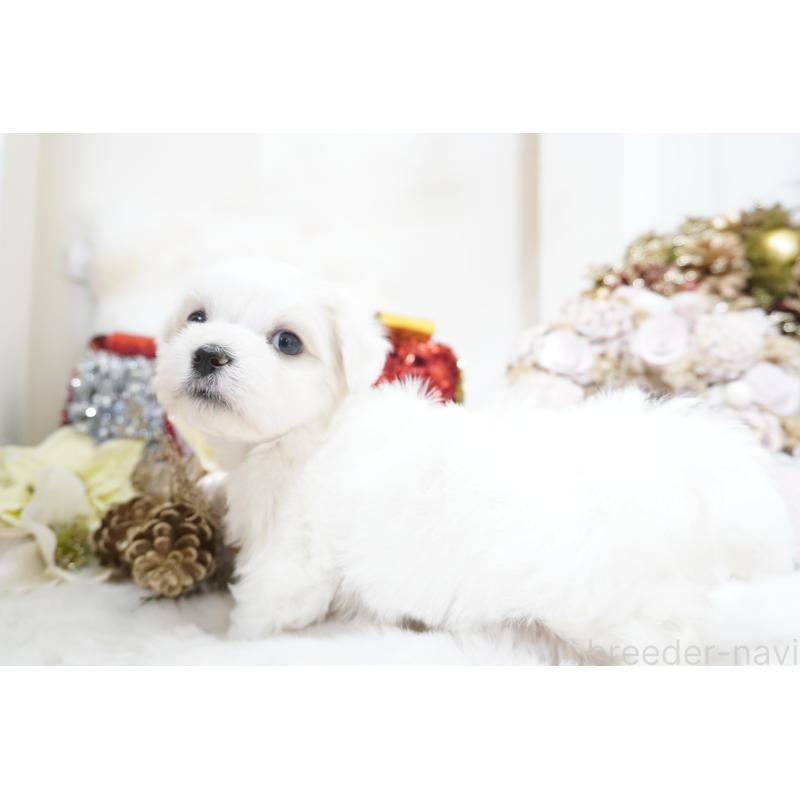 販売中の大阪府のマルチーズ-435109の3枚目