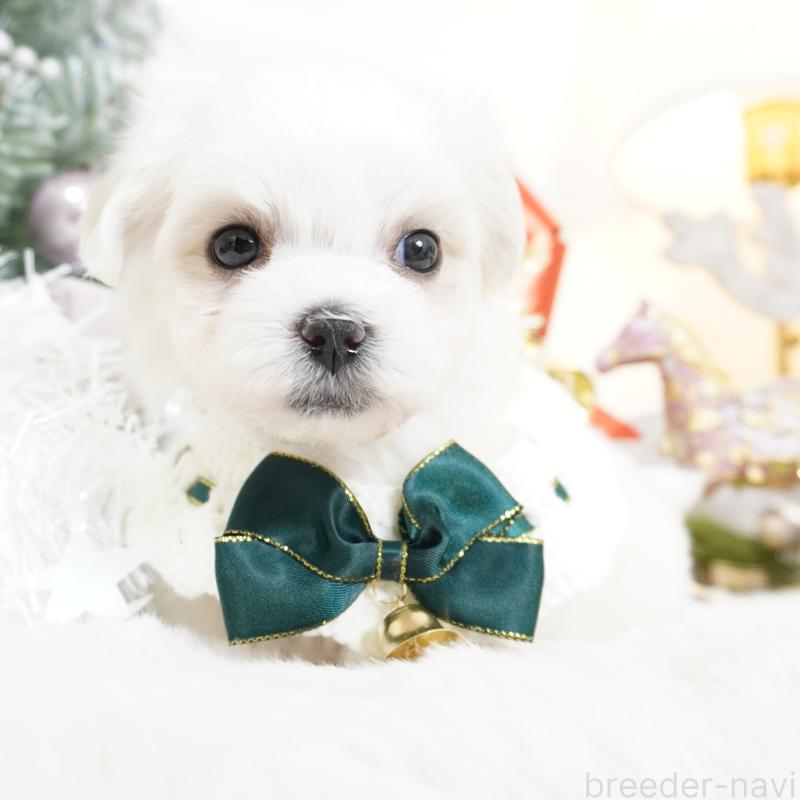 販売中の大阪府のマルチーズ-435110の12枚目