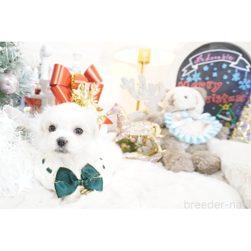 販売中の大阪府のマルチーズ-435110の11枚目