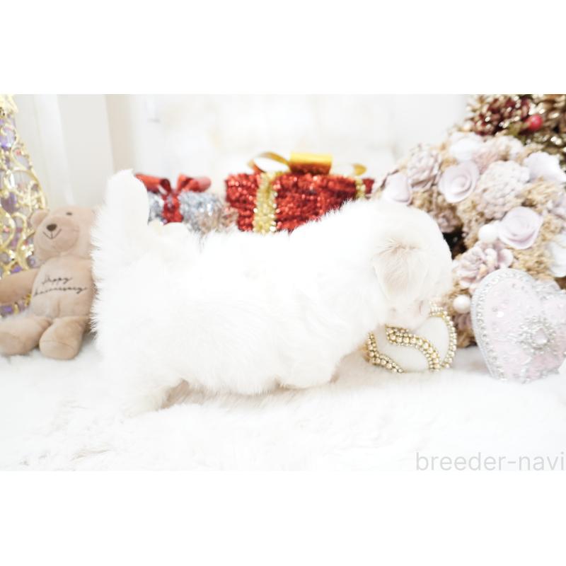 販売中の大阪府のマルチーズ-435110の10枚目