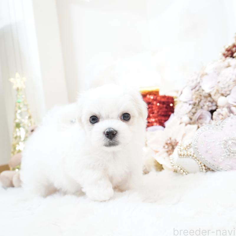 販売中の大阪府のマルチーズ-435110の8枚目