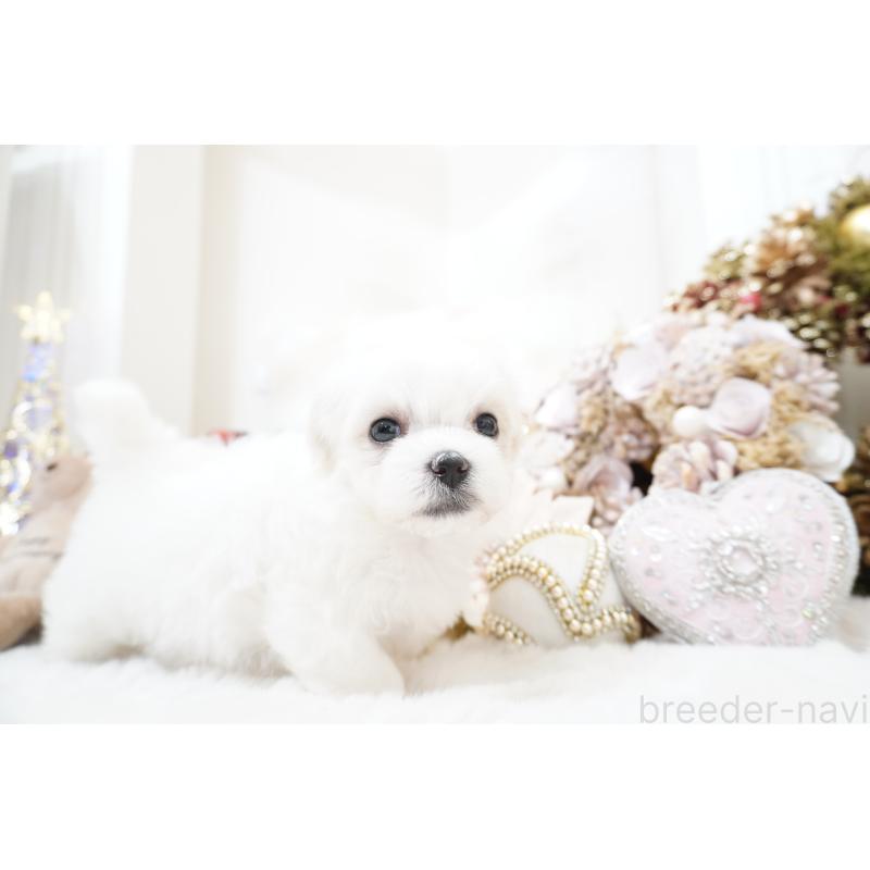 販売中の大阪府のマルチーズ-435110の7枚目