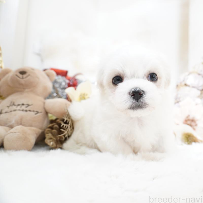 販売中の大阪府のマルチーズ-435110の6枚目