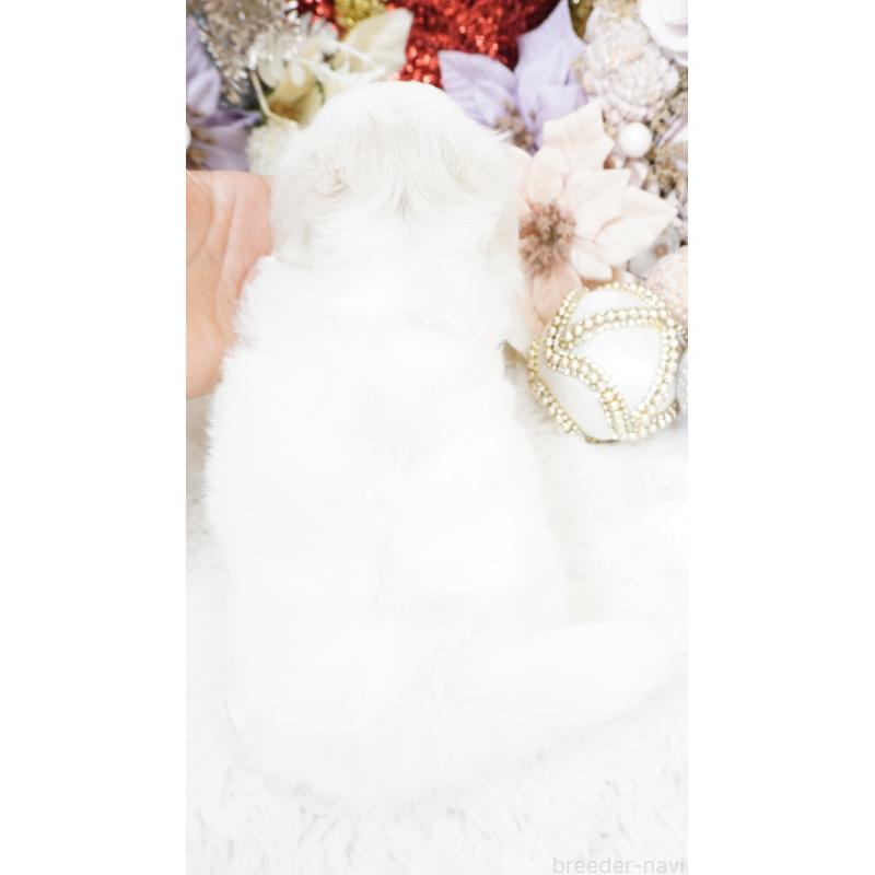 販売中の大阪府のマルチーズ-435110の5枚目