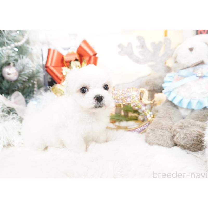 販売中の大阪府のマルチーズ-435110の4枚目