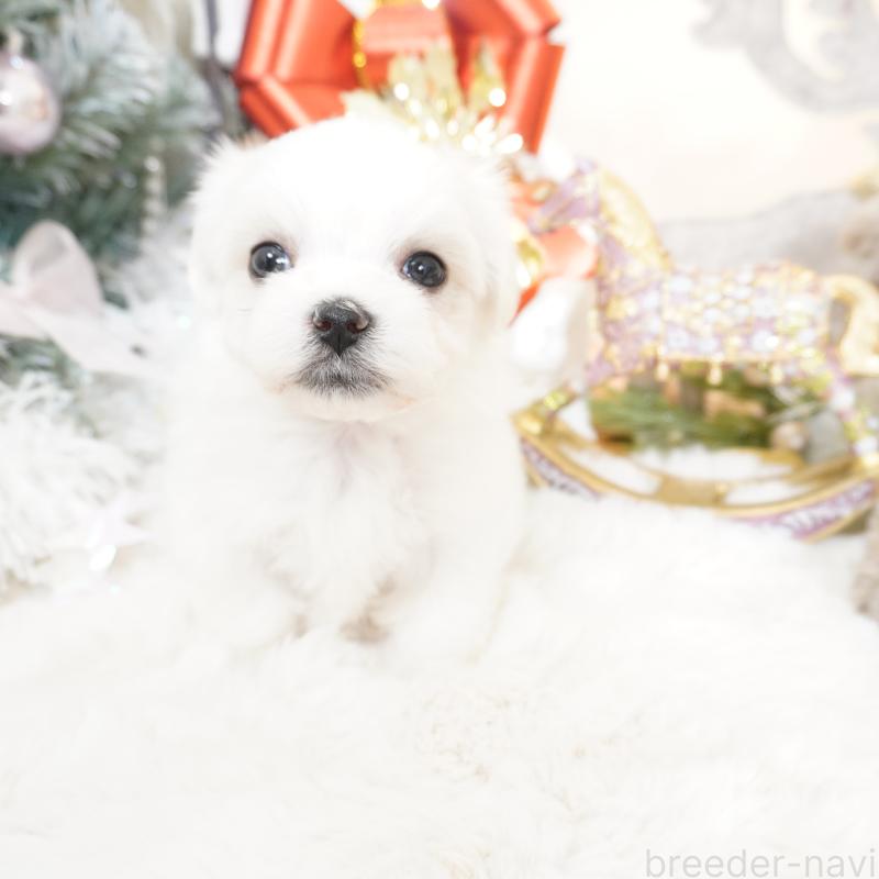 販売中の大阪府のマルチーズ-435110の3枚目