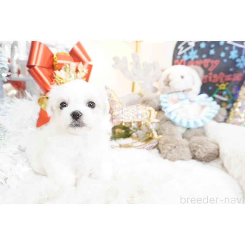 販売中の大阪府のマルチーズ-435110の2枚目