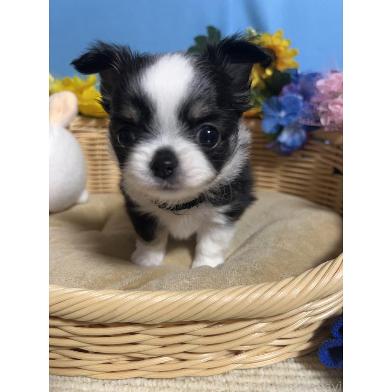 販売中の福岡県のチワワ(ロングコート)-435111の9枚目