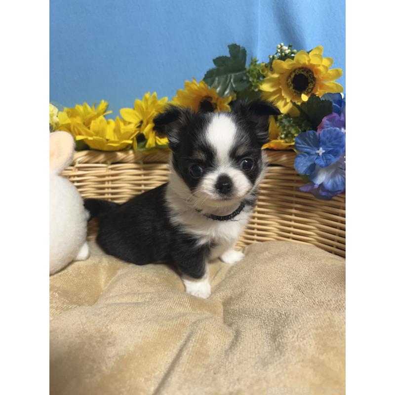 販売中の福岡県のチワワ(ロングコート)-435111の5枚目