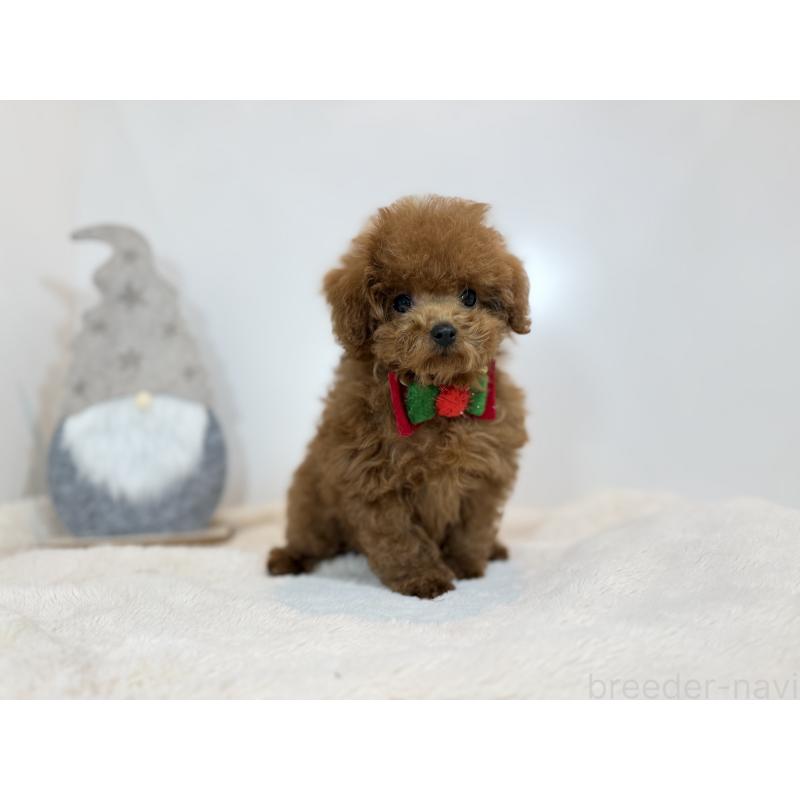 販売中の山口県のティーカッププードル-435113の2枚目