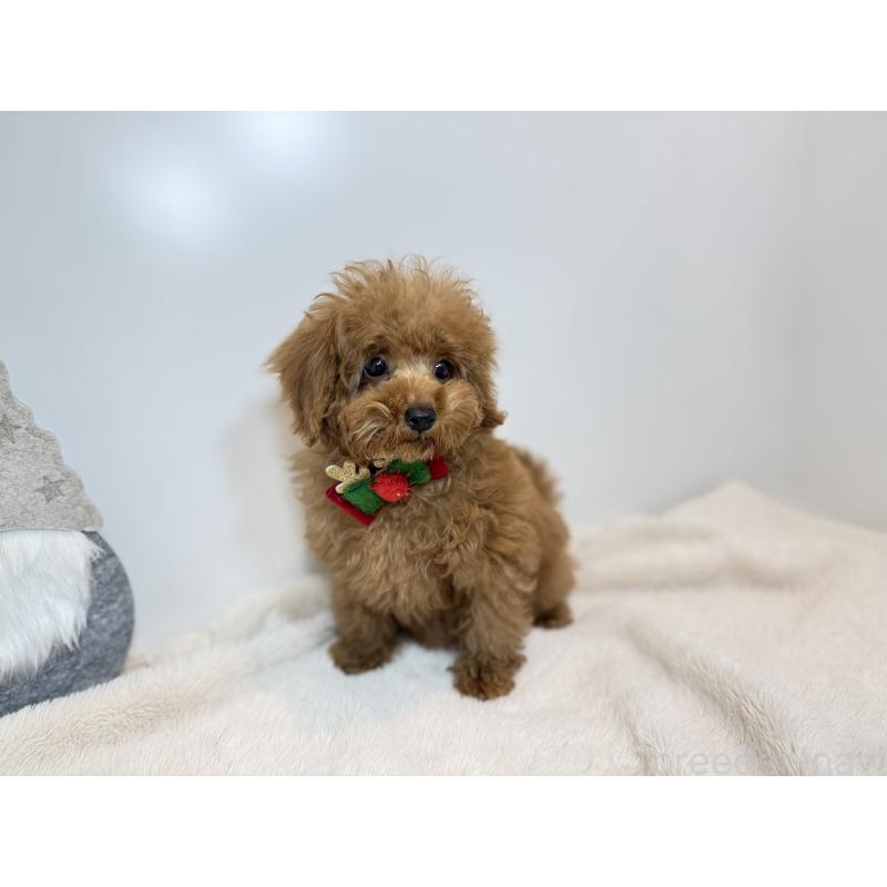 販売中の山口県のタイニープードル-435115の3枚目