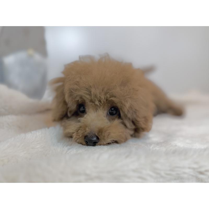 販売中の山口県のタイニープードル-435115の2枚目