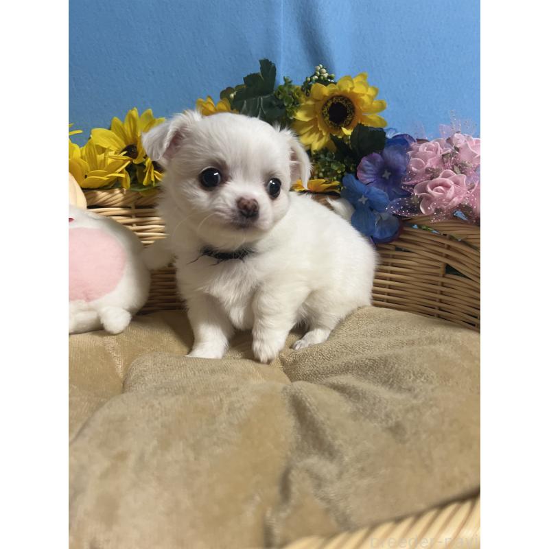 販売中の福岡県のチワワ(ロングコート)-435114の6枚目