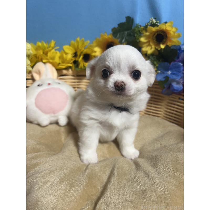 販売中の福岡県のチワワ(ロングコート)-435114の4枚目