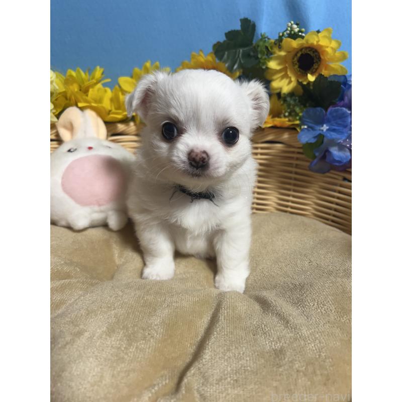 販売中の福岡県のチワワ(ロングコート)-435114の3枚目