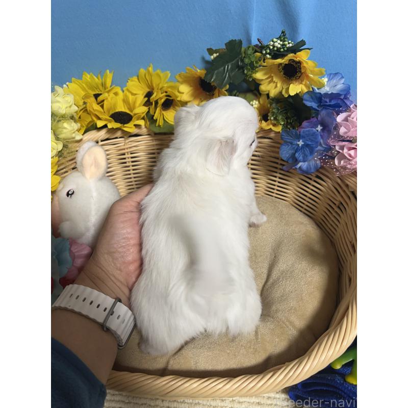 販売中の福岡県のチワワ(ロングコート)-435114の2枚目