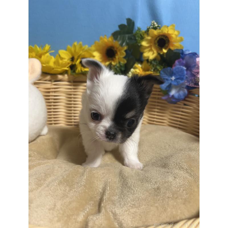 販売中の福岡県のチワワ(ロングコート)-435116の7枚目