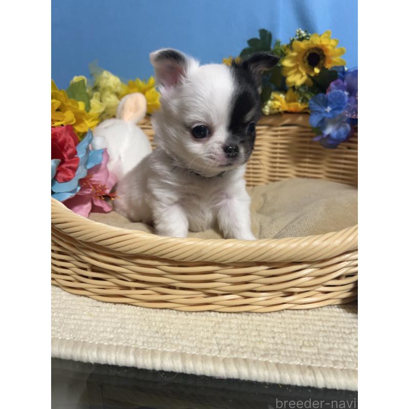 販売中の福岡県のチワワ(ロングコート)-435116の3枚目