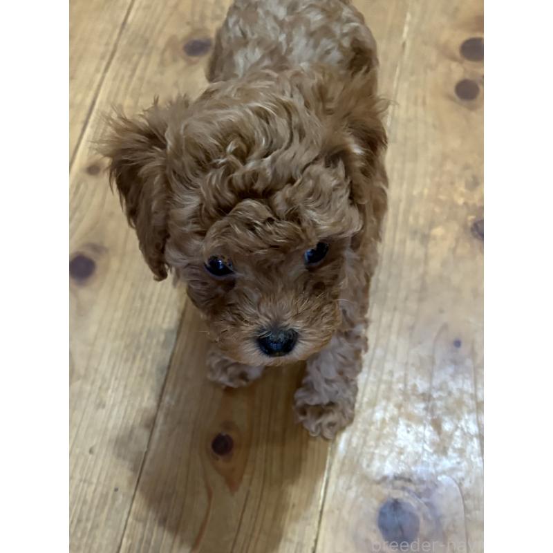 販売中の香川県のトイプードル-434767の6枚目