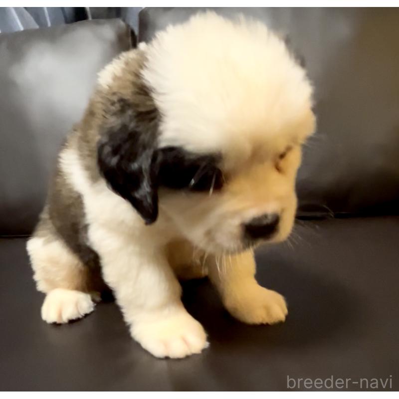 販売中の奈良県のセントバーナード-434768の7枚目