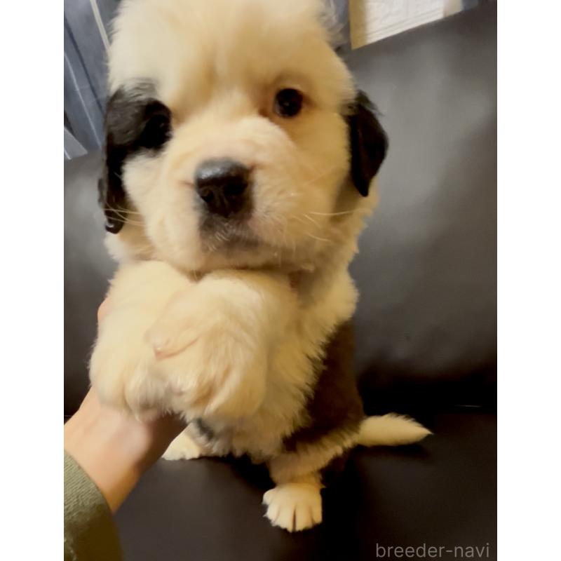 販売中の奈良県のセントバーナード-434768の4枚目