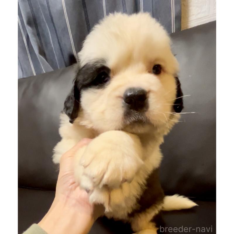 販売中の奈良県のセントバーナード-434768の3枚目