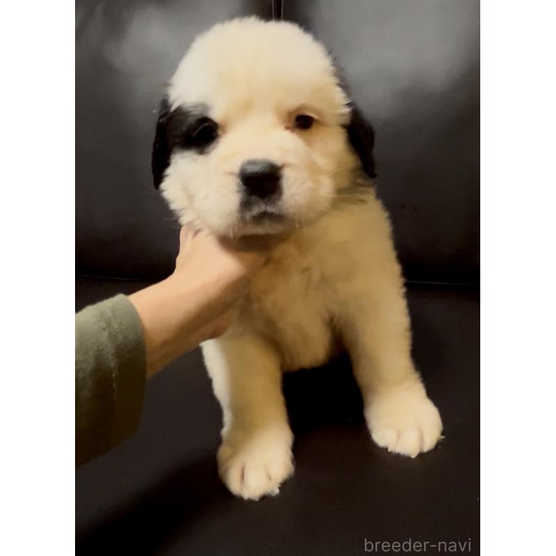 販売中の奈良県のセントバーナード-434768の2枚目