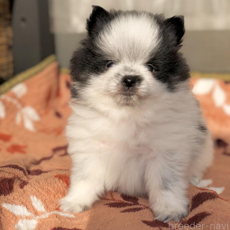 販売中の東京都のポメラニアン-434769の5枚目