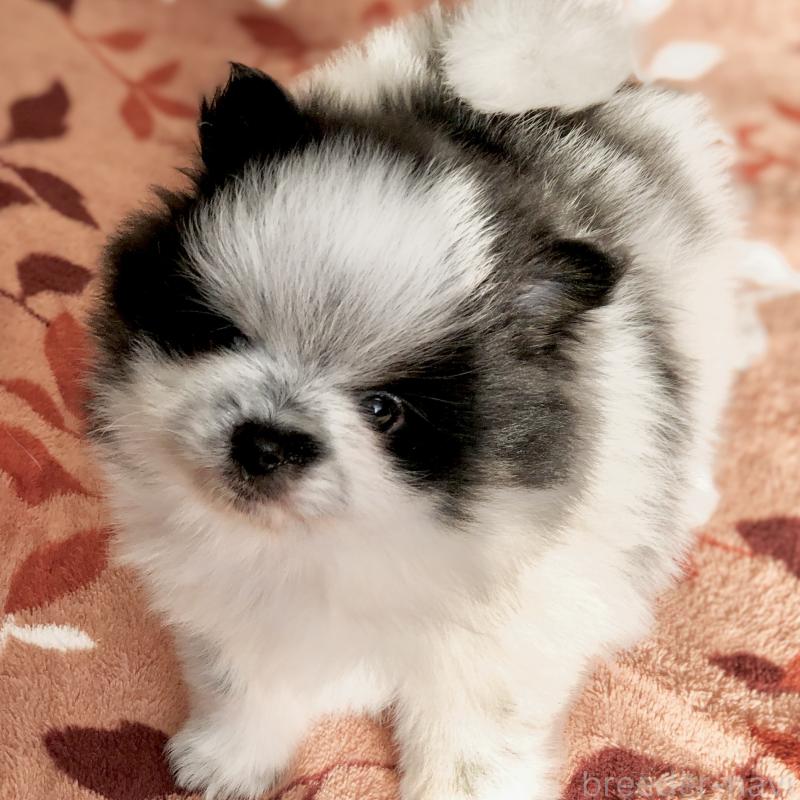 販売中の東京都のポメラニアン-434769の4枚目